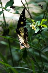 Papilio dardanus
