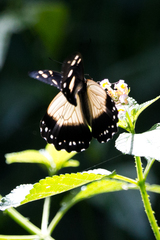 Papilio dardanus
