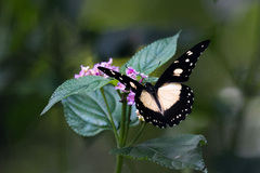 Papilio dardanus