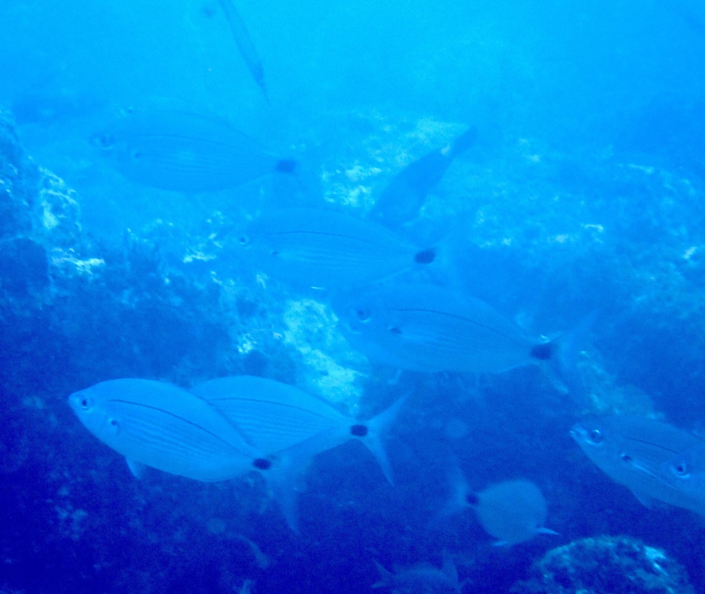Spicara melanurus