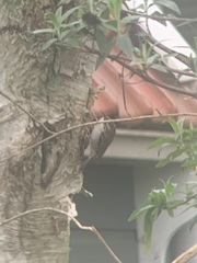 Certhia brachydactyla