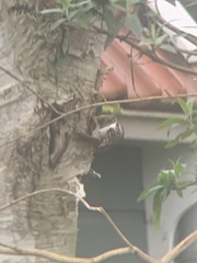 Certhia brachydactyla