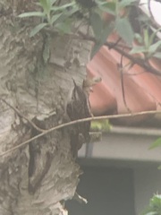 Certhia brachydactyla