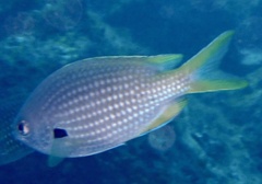 Chromis lubbocki