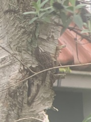 Certhia brachydactyla