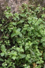 Stellaria aquatica