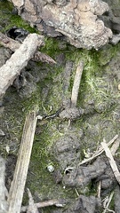 Notiophilus sylvaticus