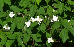 Philadelphus inodorus