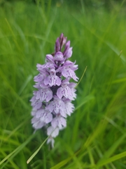 Dactylorhiza maculata