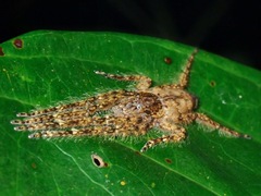 Pandercetes