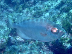 Heteropriacanthus fulgens