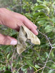 Pseudoclanis postica