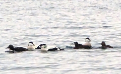 Somateria mollissima