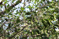Eurya japonica