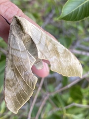 Pseudoclanis postica
