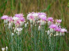Jurinea stoechadifolia