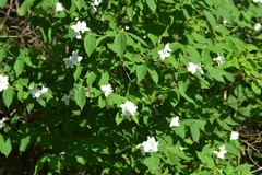 Philadelphus inodorus