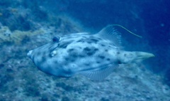 Stephanolepis hispida