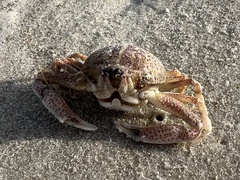 Persephona aquilonaris