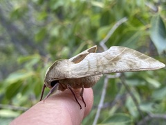 Pseudoclanis postica