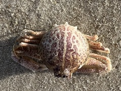 Persephona aquilonaris