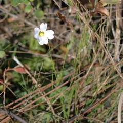 Pinguicula primuliflora