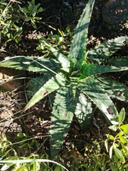 Aloe greatheadii davyana