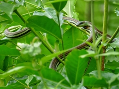 Dendrelaphis caudolineatus