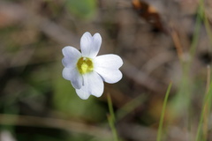 Pinguicula primuliflora