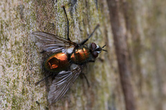 Gymnocheta viridis