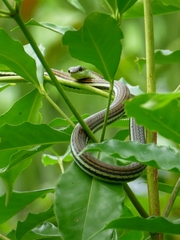Dendrelaphis caudolineatus