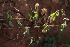 Helinus integrifolius