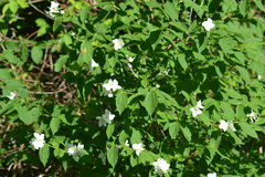 Philadelphus inodorus