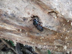 Odontotaenius disjunctus