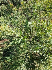 Osyris lanceolata