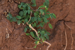 Helinus integrifolius