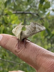 Pseudoclanis postica