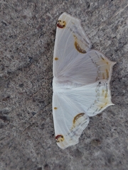 Sericoptera