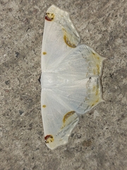 Sericoptera