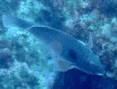 Sparisoma cretense