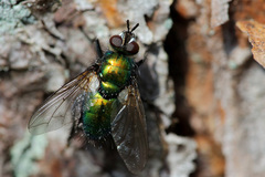 Gymnocheta viridis