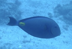 Acanthurus monroviae