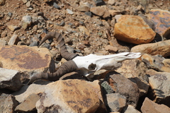 Alcelaphus buselaphus swaynei