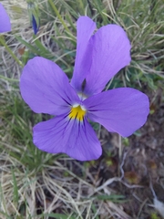 Viola calcarata