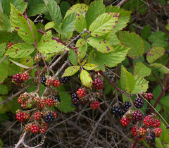 Rubus grabowskii