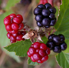 Rubus grabowskii
