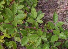 Rubus grabowskii