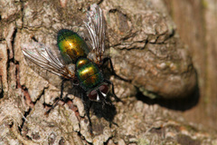 Gymnocheta viridis