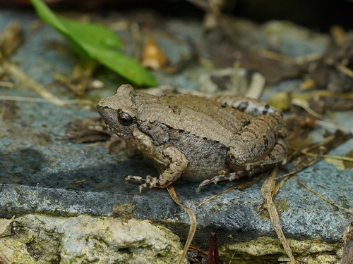 East Asian Ornate Chorus Frog, photo 6 of 8