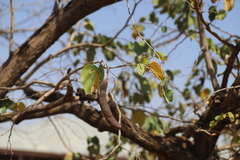 Piliostigma thonningii